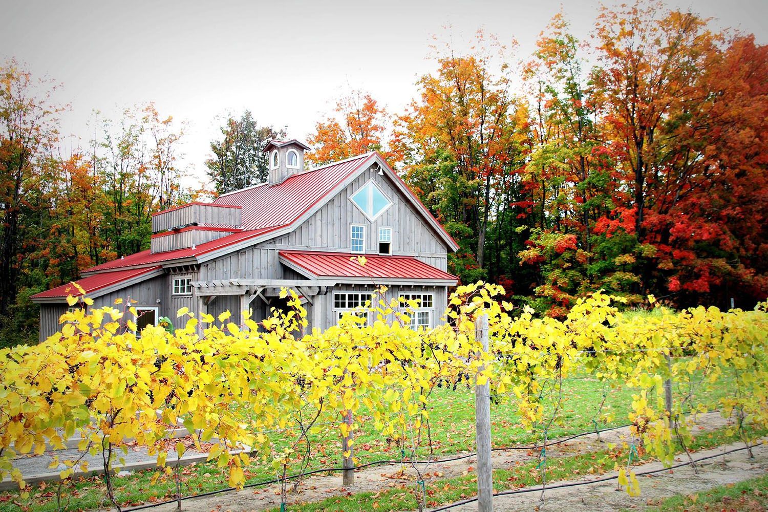 wine tours in michigan